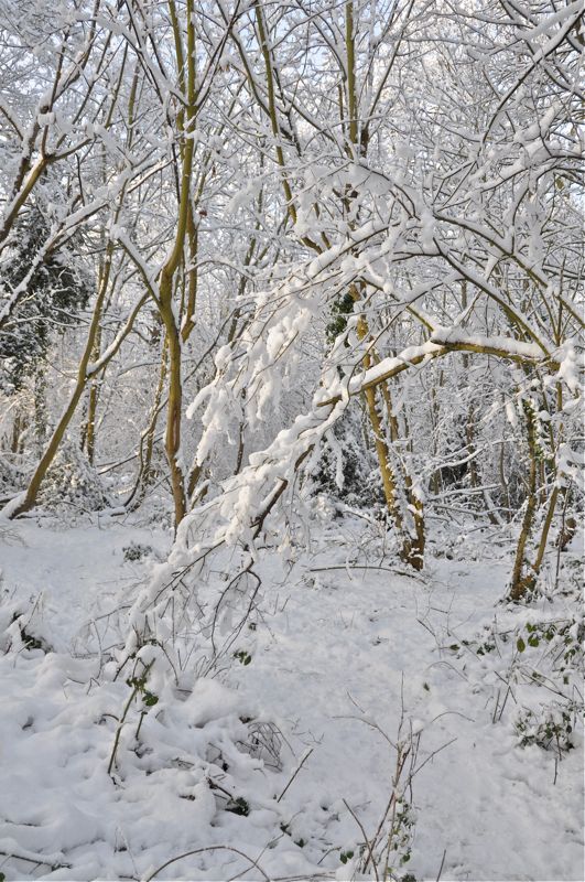 DSC_0310